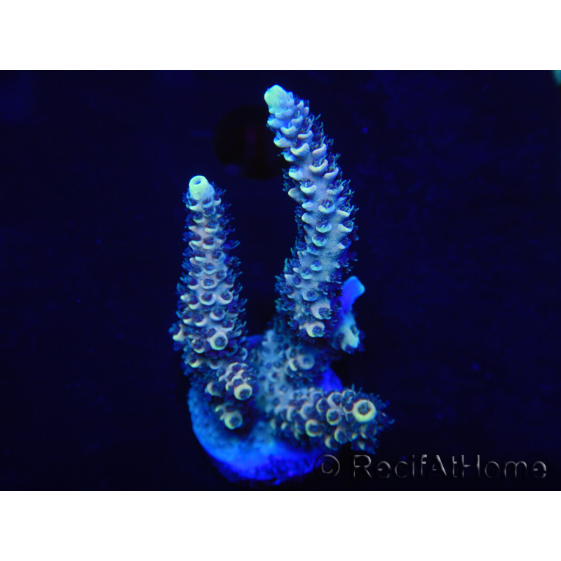 WYSIWYG Acropora 15N8 Australia acclimatata a led