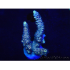 WYSIWYG Acropora 15N8 Australia acclimatata a led