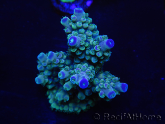 WYSIWYG Acropora 15O5 Maricoltura Acclimatato led