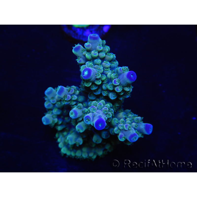 WYSIWYG Acropora 15O5 Maricultivo Aclimatado LED