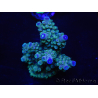 WYSIWYG Acropora 15O5 Maricoltura Acclimatato led