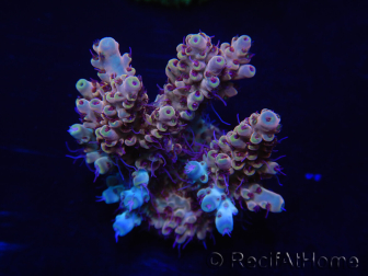 WYSIWYG Acropora 15P2 Mariculture acclimaté led