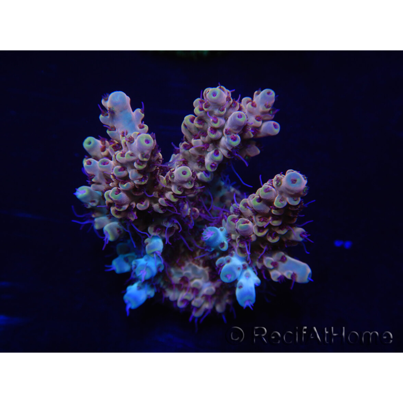 WYSIWYG Acropora 15P2 Mariculture acclimaté led