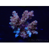 WYSIWYG Acropora 15P2 Mariculture acclimaté led