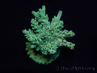 WYSIWYG Acropora 15A1 Maricoltura acclimatata a LED