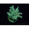 WYSIWYG Acropora 15A1 Maricoltura acclimatata a LED