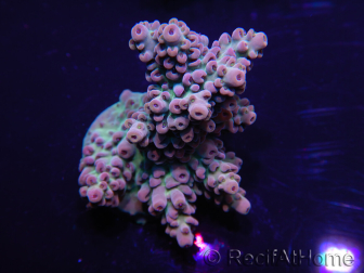 WYSIWYG Acropora 15A7 Mariculture acclimaté led