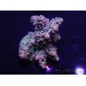 WYSIWYG Acropora 15A7 Mariculture acclimaté led