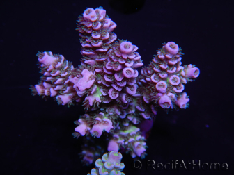 WYSIWYG Acropora tenuis 15B1 Maricoltura acclimatata led