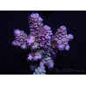 WYSIWYG Acropora tenuis 15B1 Maricoltura acclimatata led