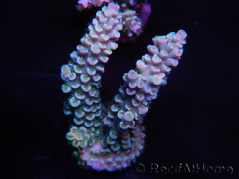 WYSIWYG Acropora tenuis 15B2 Maricoltura acclimatata a LED