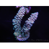 WYSIWYG Acropora tenuis 15B2 Maricoltura acclimatata a LED