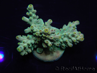 WYSIWYG Acropora 15B6 Mariculture acclimaté led