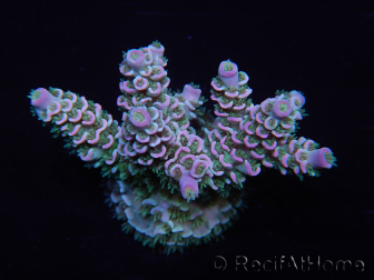 WYSIWYG Acropora tenuis 15B7 Maricoltura acclimatata led