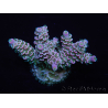 WYSIWYG Acropora tenuis 15B7 Maricoltura acclimatata led