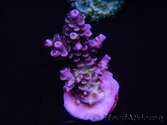 WYSIWYG Acropora tenuis 15C2 Maricultuur geacclimatiseerd LED