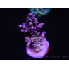 WYSIWYG Acropora tenuis 15C2 Maricoltura acclimatata a LED