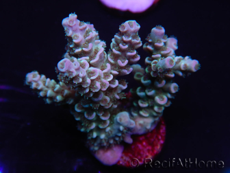 WYSIWYG Acropora tenuis 15C3 Maricoltura acclimatata a LED