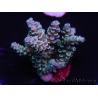 WYSIWYG Acropora tenuis 15C3 Maricoltura acclimatata a LED