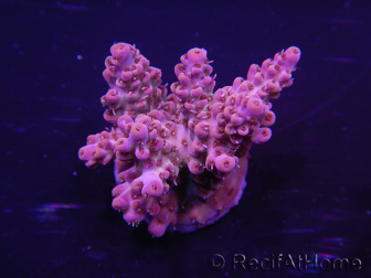 WYSIWYG Acropora 15C4 Maricultuur geacclimatiseerd LED