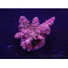 WYSIWYG Acropora 15C4 Maricultuur geacclimatiseerd LED