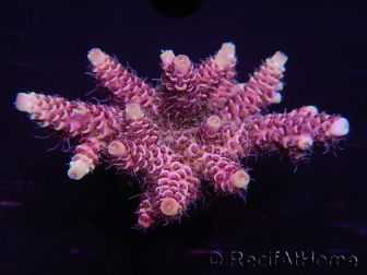 WYSIWYG Acropora millepora 15D1 Maricultuur geacclimatiseerd LED