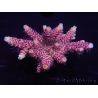 WYSIWYG Acropora millepora 15D1 Maricoltura acclimatata a LED