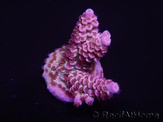 WYSIWYG Acropora tenuis 15D6 Maricultura acclimatata led