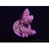 WYSIWYG Acropora tenuis 15D6 Maricultura acclimatata led