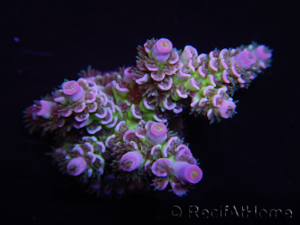 WYSIWYG Acropora tenuis 15D9 Maricoltura acclimatata a LED