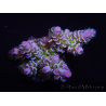 WYSIWYG Acropora tenuis 15D9 Maricoltura acclimatata a LED