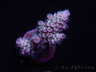 WYSIWYG Acropora tenuis 15E2 Acquacoltura acclimatato led