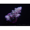 WYSIWYG Acropora tenuis 15E2 Acquacoltura acclimatato led