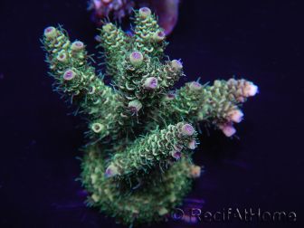 WYSIWYG Acropora millepora 15E5 Mariculture acclimaté led