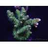 WYSIWYG Acropora millepora 15E5 Mariculture acclimaté led