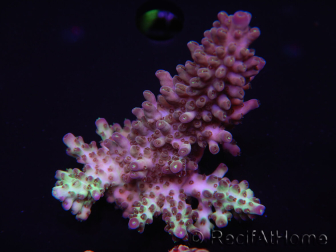 WYSIWYG Acropora 15E8 Australia acclimatata a LED