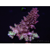 WYSIWYG Acropora 15E8 Australia acclimatata a LED