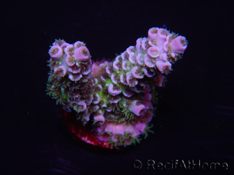 WYSIWYG Acropora tenuis 15F8 Maricoltura acclimatata a LED