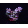 WYSIWYG Acropora tenuis 15F8 Maricoltura acclimatata a LED