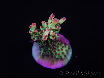 WYSIWYG Acropora microclados 15G3 Australië geacclimatiseerd LED