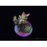 WYSIWYG Acropora microclados 15G3 Australië geacclimatiseerd LED