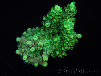 WYSIWYG Acropora aculeus 15G4 Australia acclimatata a LED