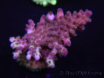 WYSIWYG Acropora 15G6 Australia acclimatata a LED