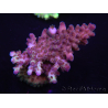 WYSIWYG Acropora 15G6 Australia acclimatata a LED