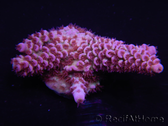 WYSIWYG Acropora rosaria 15G8 Maricoltura acclimatata a led