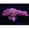 WYSIWYG Acropora rosaria 15G8 Maricoltura acclimatata a led