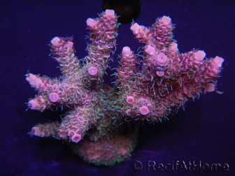 WYSIWYG Acropora millepora 15H3 Maricoltura acclimatata a LED