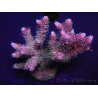 WYSIWYG Acropora millepora 15H3 Maricoltura acclimatata a LED