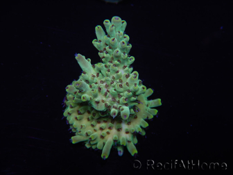 WYSIWYG Acropora austera 15H8 Maricoltura acclimatata a LED