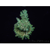 WYSIWYG Acropora austera 15H8 Maricoltura acclimatata a LED